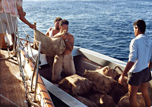 Taro.jpg (35441 bytes)