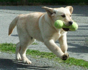 Clementineretriever